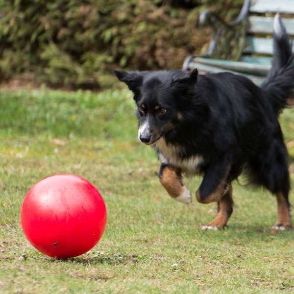 PROCYON Treibball - Rot – Bild 4