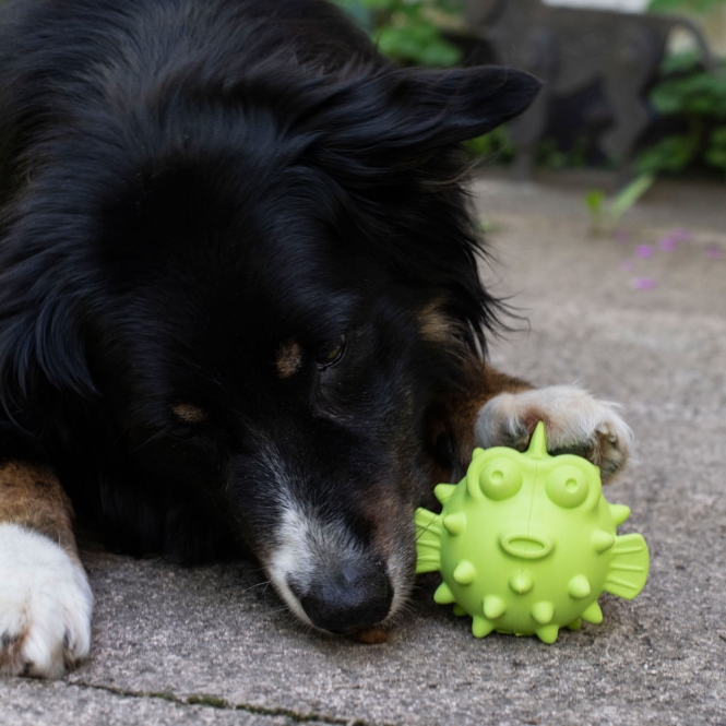 PROCYON TPR Snackball Fisch – Bild 4
