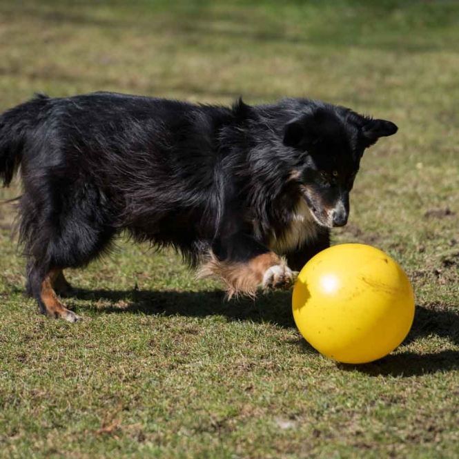 PROCYON Treibball - Gelb – Bild 5